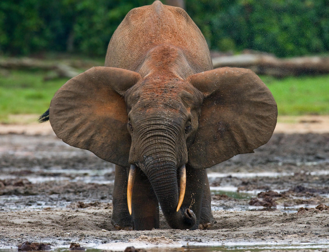 Forest Elephant Drinking – 1000 Piece B&W Wildlife Puzzle