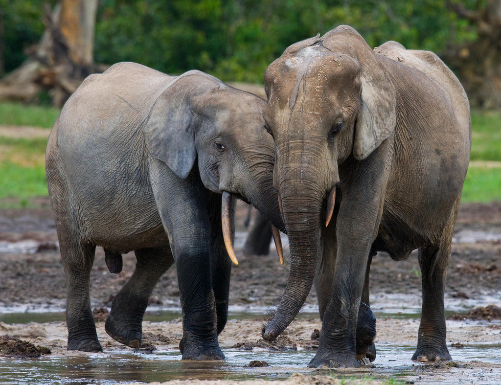 Forest Elephants Playing – 2000 Piece Adult B&W Wildlife Puzzle