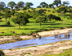 Elephants Crossing the River – 1000 Piece B&W Wildlife Puzzle