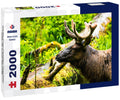 Hoh Rain Forest with Elk – 2000 Piece Adult Wildlife Puzzle