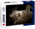 Wild Leopard Portrait – 2000 Piece Adult Wildlife Puzzle