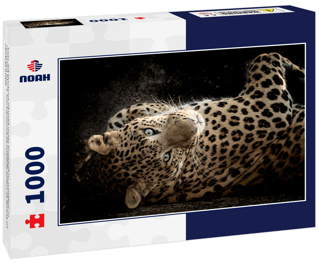 Wild Leopard Portrait – 1000 Piece Wildlife Puzzle