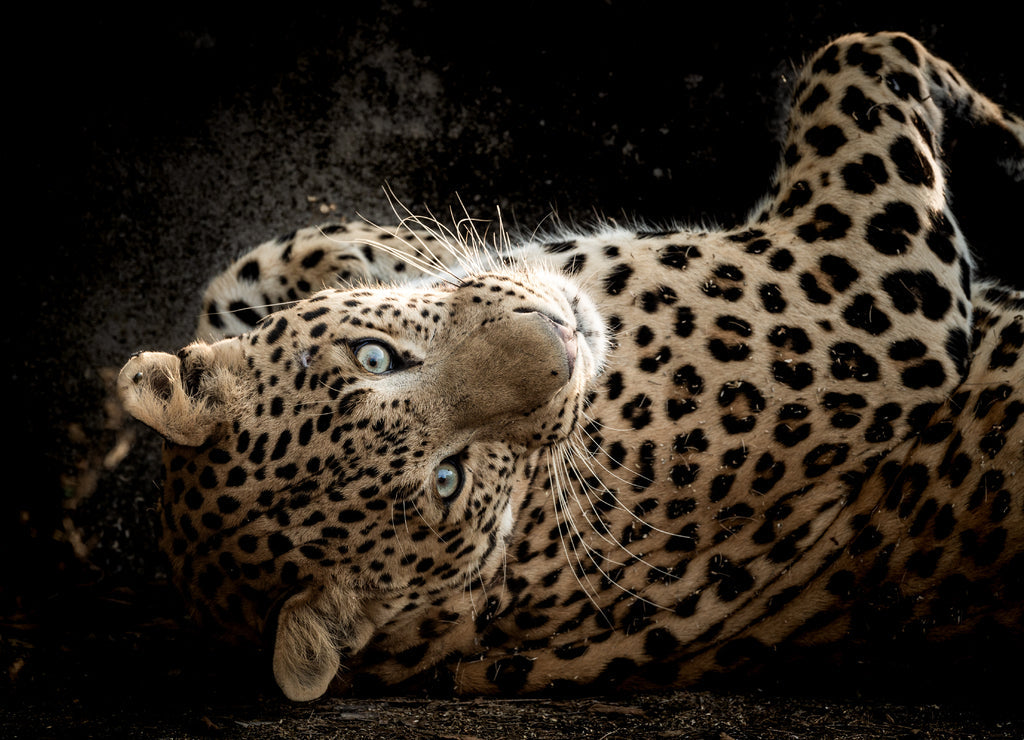 Wild Leopard Portrait – 1000 Piece Wildlife Puzzle