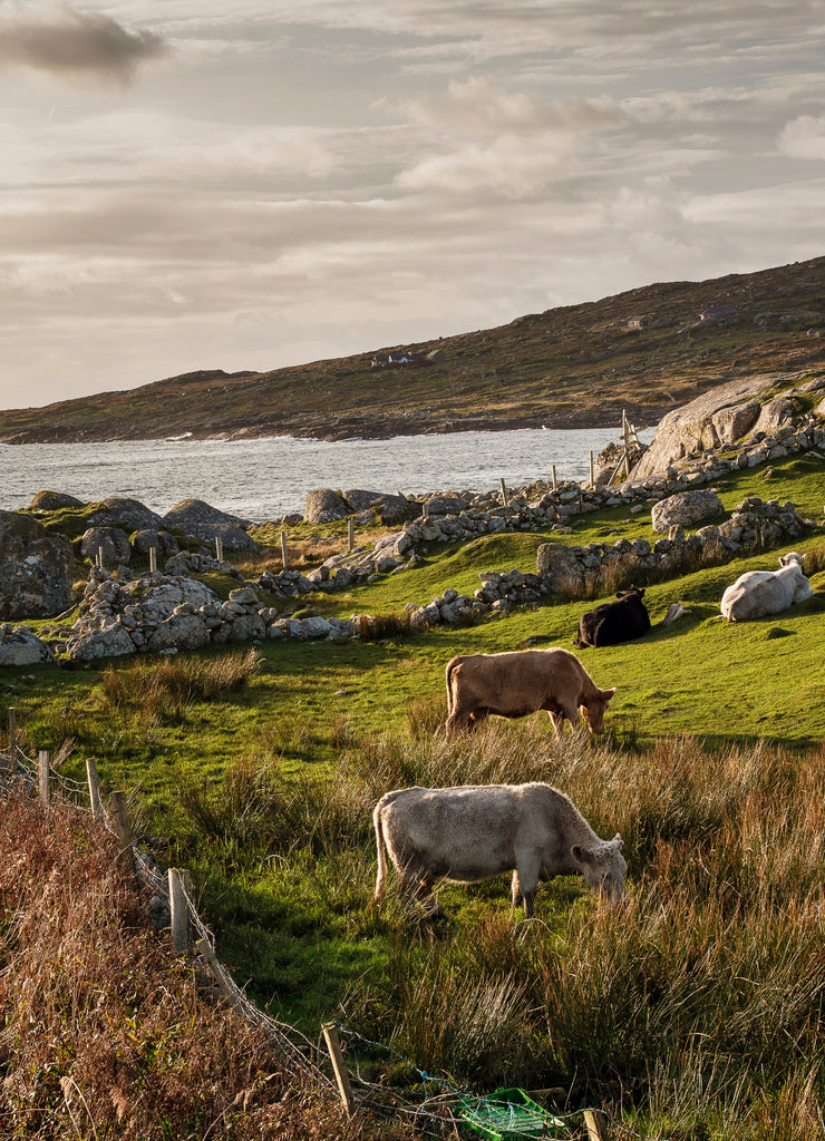 Herd of cows in a field, by the Atlantic ocean, West coast of Ireland 1000pc Puzzle