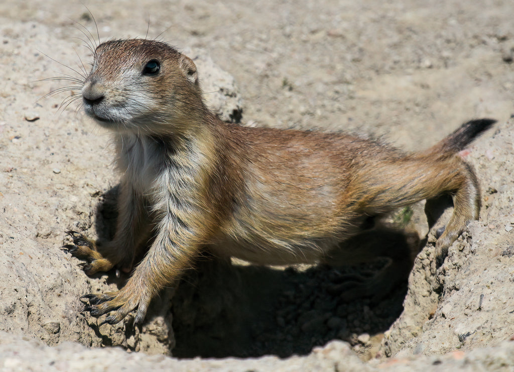 Prairie Dog at Theodore Roosevelt National Park – 1000 Piece Wildlife Puzzle