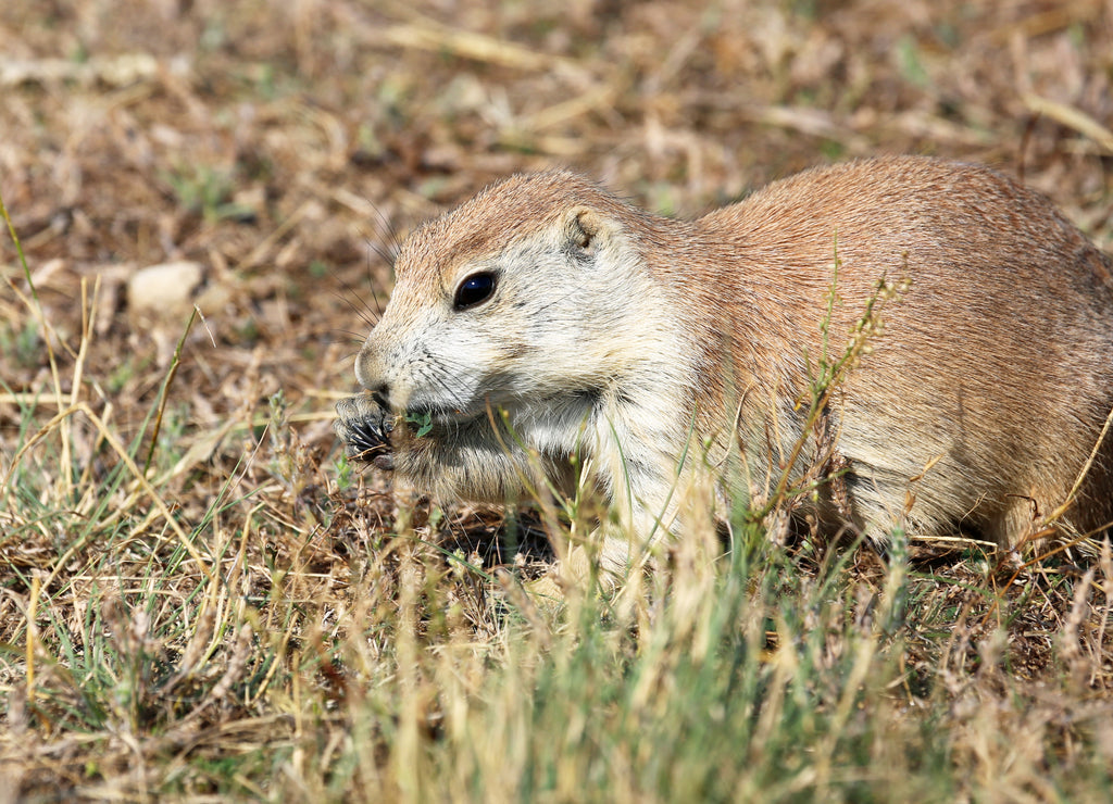 Prairie Dog Left Profile – 1000 Piece Wildlife Puzzle
