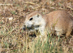 Prairie Dog Left Profile – 1000 Piece Wildlife Puzzle