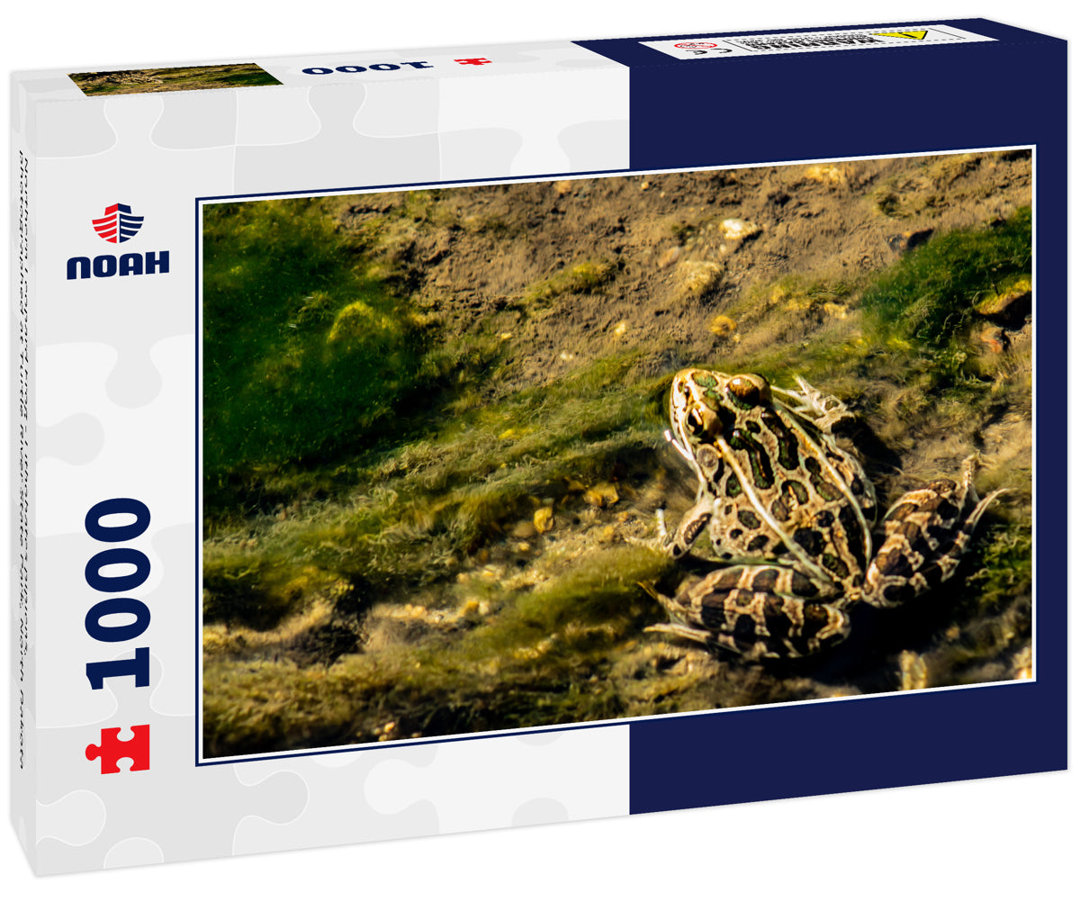 Northern Leopard Frog - Lithobates pipiens, photographed at Turtle River State Park, North Dakota 1000pc Puzzle
