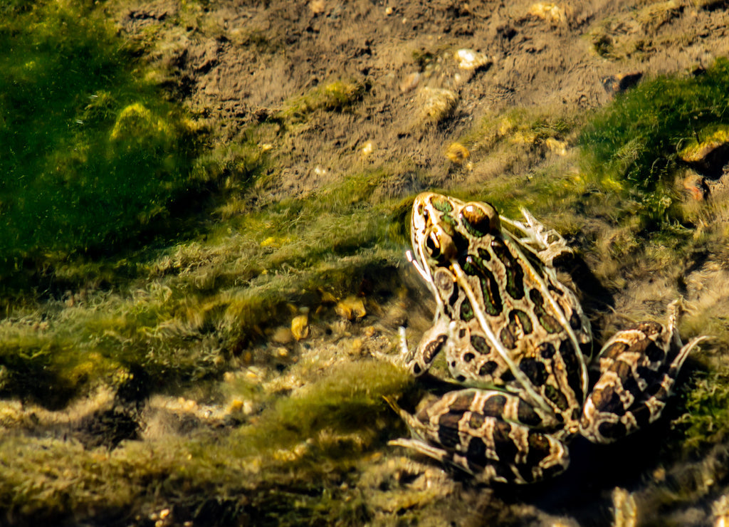 Northern Leopard Frog - Lithobates pipiens, photographed at Turtle River State Park, North Dakota 1000pc Puzzle