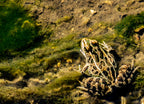 Northern Leopard Frog - Lithobates pipiens, photographed at Turtle River State Park, North Dakota 1000pc Puzzle