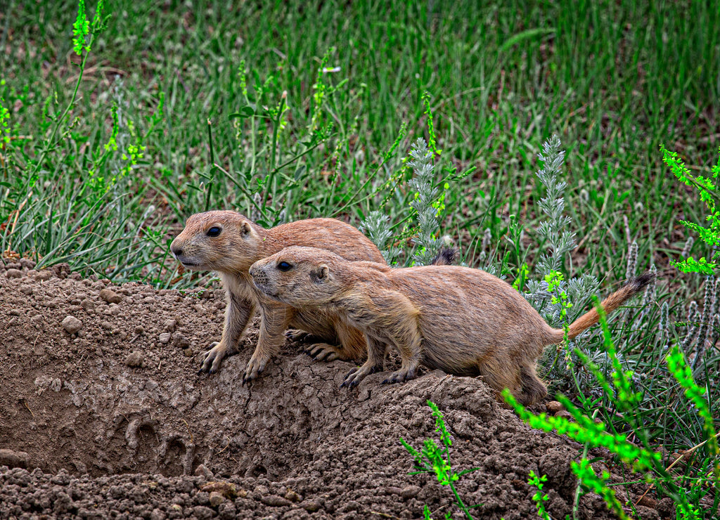 Prairie Dog Pair at Theodore Roosevelt National Park – 1000 Piece Wildlife Puzzle