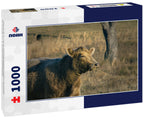 Here's a very contented cow I found grazing in a Virginia pasture 1000pc Puzzle