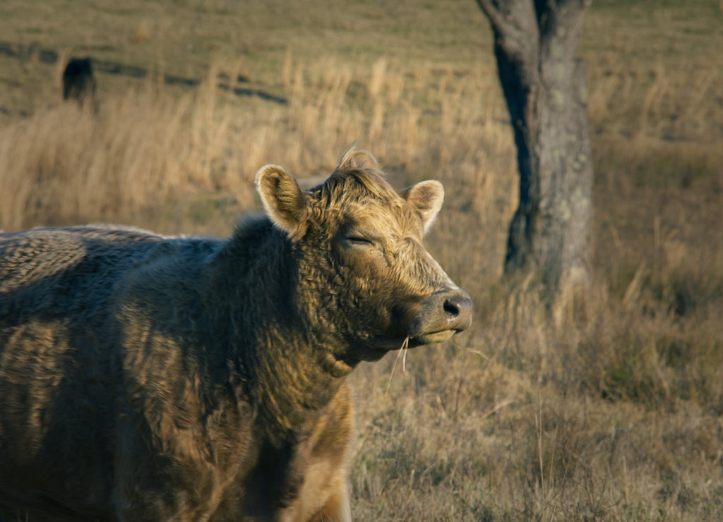 Here's a very contented cow I found grazing in a Virginia pasture 1000pc Puzzle