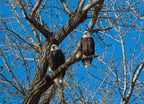 Bald Eagles at Loess Bluffs – 1000 Piece Wildlife Puzzle