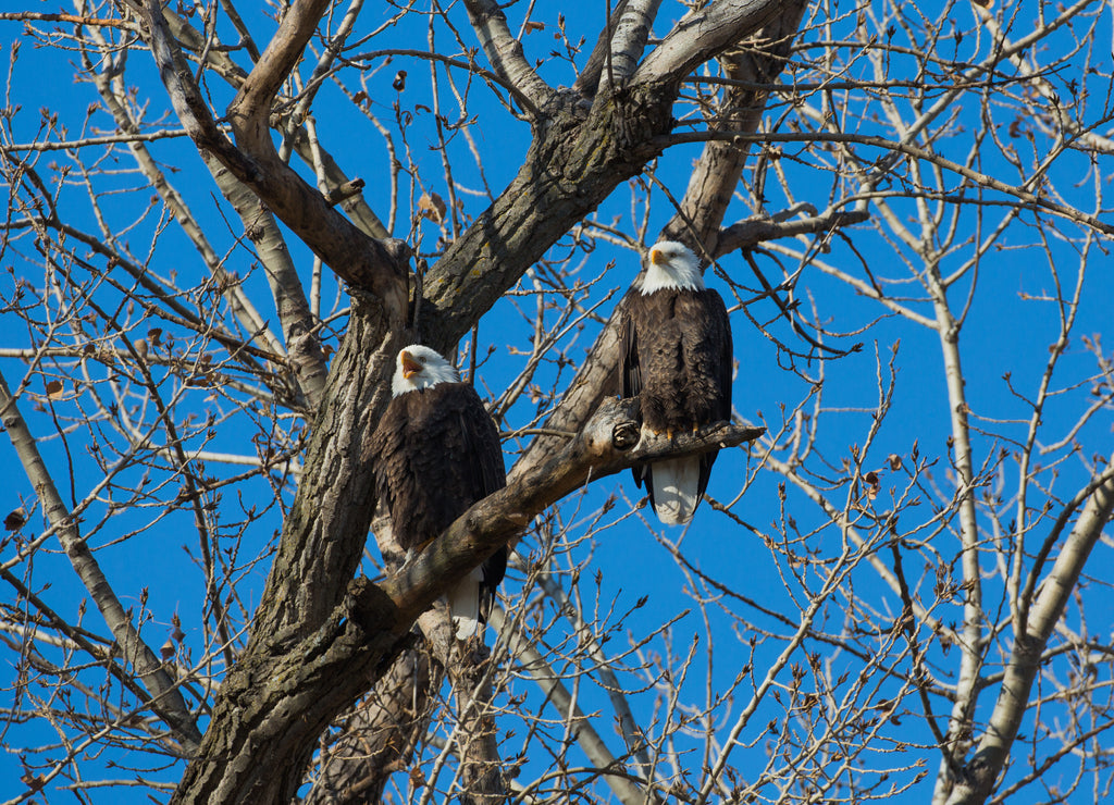Bald Eagles at Loess Bluffs – 1000 Piece Wildlife Puzzle