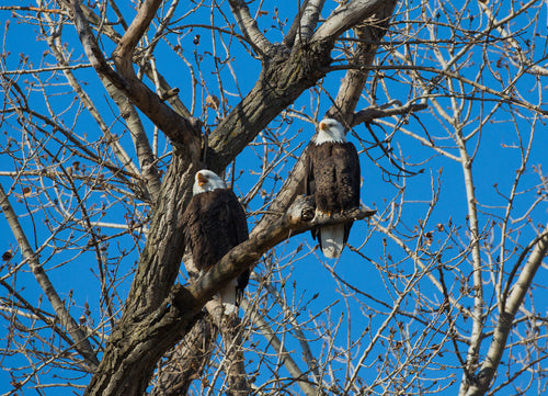 Bald Eagles at Loess Bluffs – 1000 Piece Wildlife Puzzle