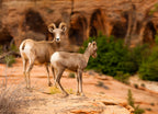 Mountain Goat in Zion National Park, Utah, USA 1000pc Puzzle