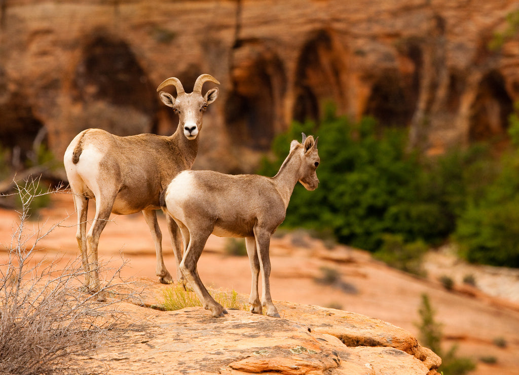 Mountain Goat in Zion National Park, Utah, USA 1000pc Puzzle