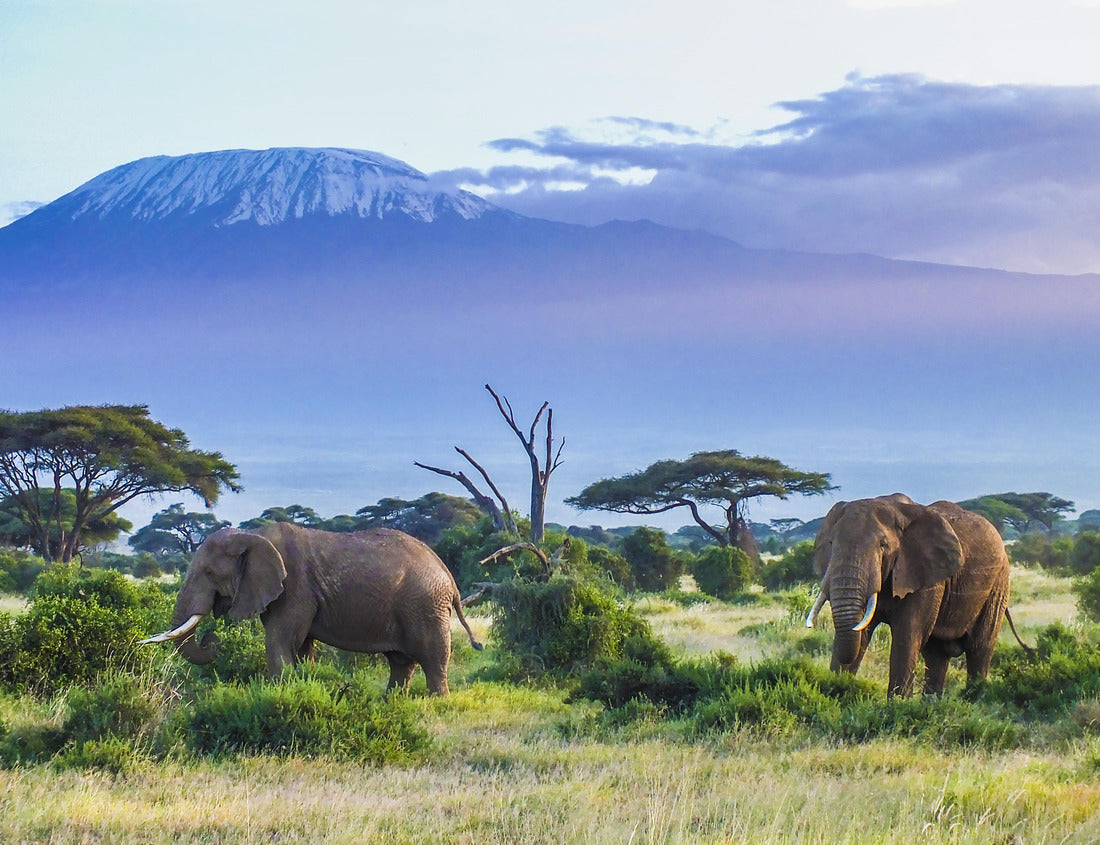 Elephants near Mount Kilimanjaro – 1000 Piece B&W Wildlife Puzzle