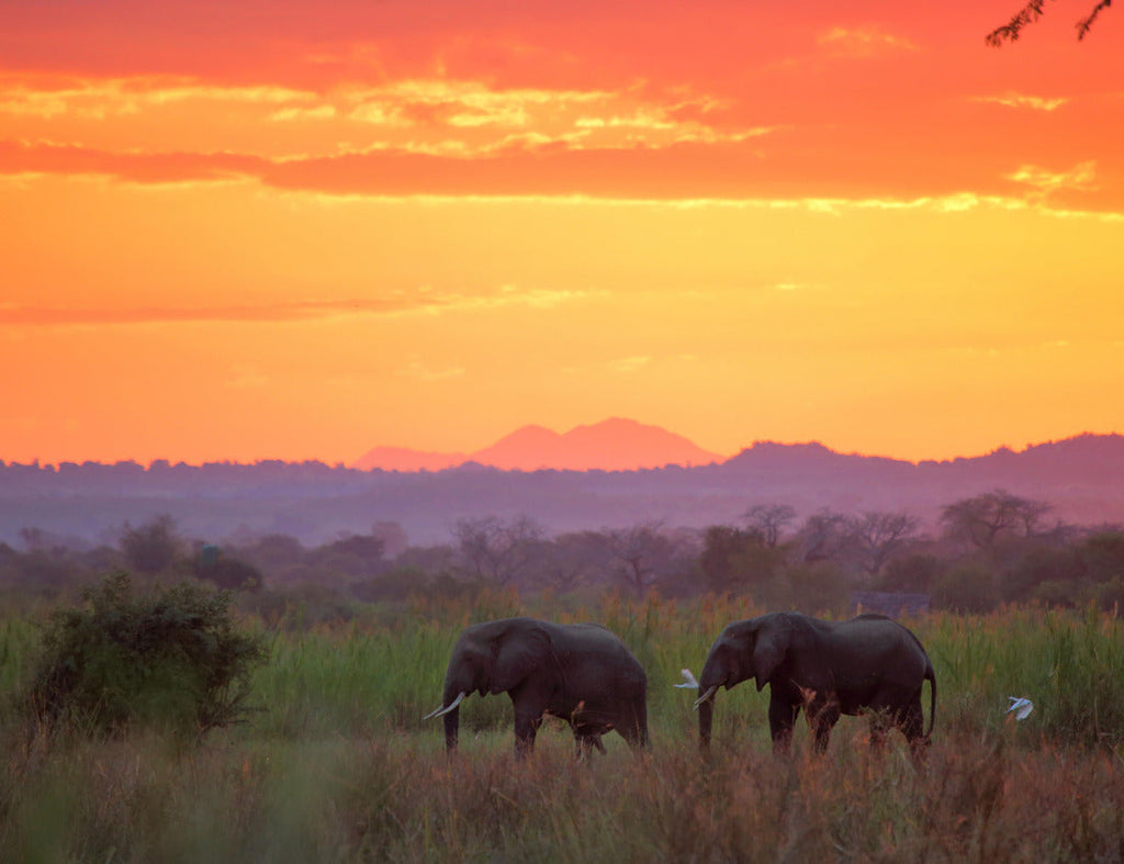 Elephants at Sunset Liwonde – 1000 Piece B&W Wildlife Puzzle