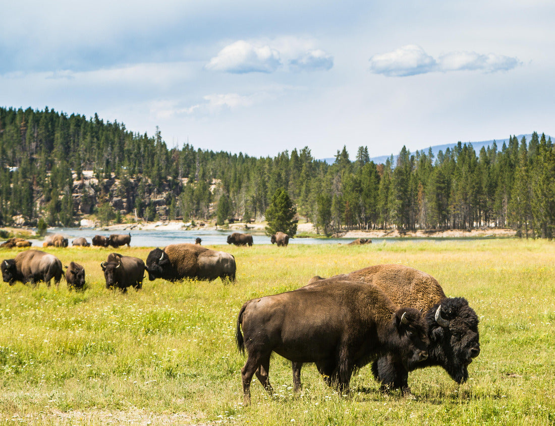American bison grazing in Yellowstone National Park, Wyoming, USA. 1000pc PuzzleBlack and White