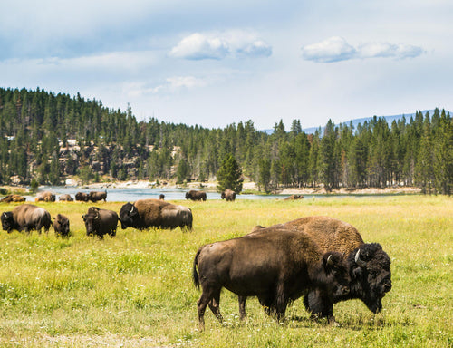 American bison grazing in Yellowstone National Park, Wyoming, USA. 1000pc PuzzleBlack and White