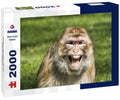 Barbary Macaque Portrait – 2000 Piece Wildlife Puzzle