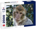 Barbary Macaque Portrait – 2000 Piece Adult Wildlife Puzzle