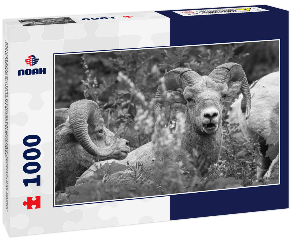 Bighorn Sheep at Glacier National Park – 1000 Piece B&W Wildlife Puzzle