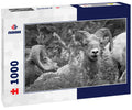 Bighorn Sheep at Glacier National Park – 1000 Piece B&W Wildlife Puzzle