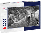 Bighorn Sheep at Glacier National Park – 1000 Piece B&W Wildlife Puzzle