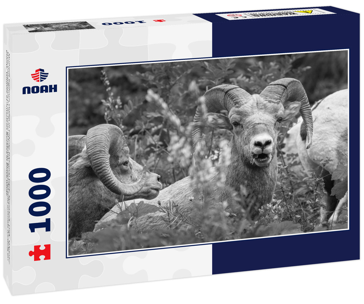 Bighorn Sheep at Glacier National Park – 1000 Piece B&W Wildlife Puzzle