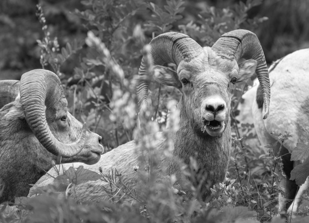 Bighorn Sheep at Glacier National Park – 1000 Piece B&W Wildlife Puzzle