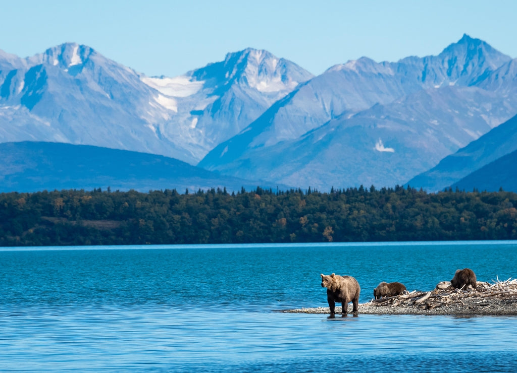 Brown bear family, sow with three cubs on a sand spit in Naknek Lake, Katmai National Park, Alaska, USA 1000pc Puzzle