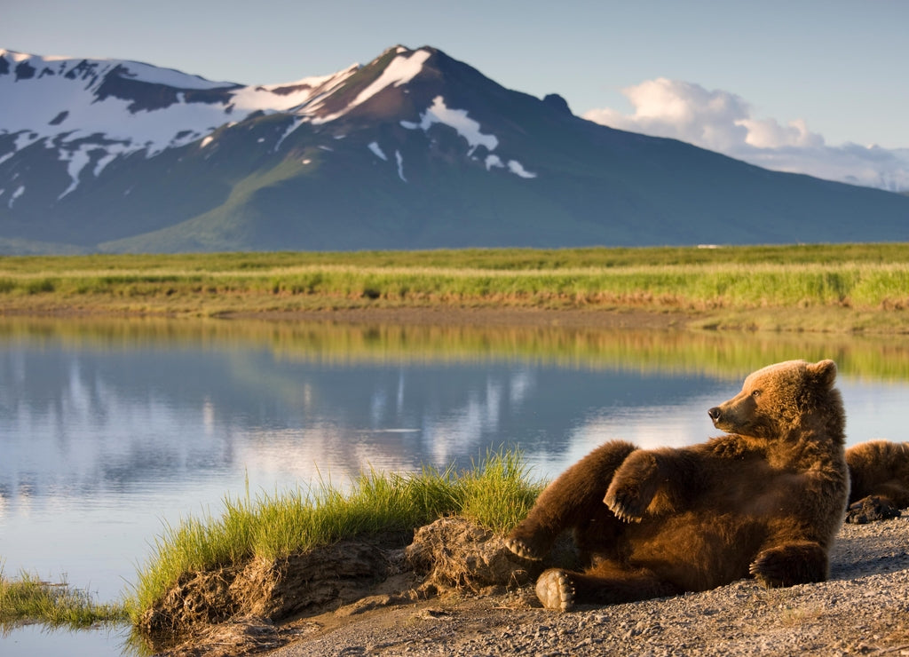 Grizzly Bear, Katmai National Park, Alaska 1000pc Puzzle