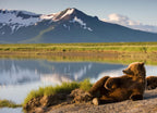 Grizzly Bear, Katmai National Park, Alaska 1000pc Puzzle