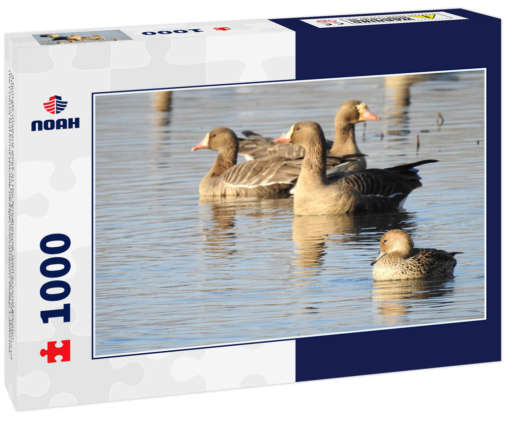 A female mallard duck in the foreground, with several greater white-fronted geese in the background, swimming in the waters of the Colusa National Wildlife Refuge, Sacramento Valley, California 1000pc Puzzle
