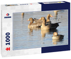 A female mallard duck in the foreground, with several greater white-fronted geese in the background, swimming in the waters of the Colusa National Wildlife Refuge, Sacramento Valley, California 1000pc Puzzle