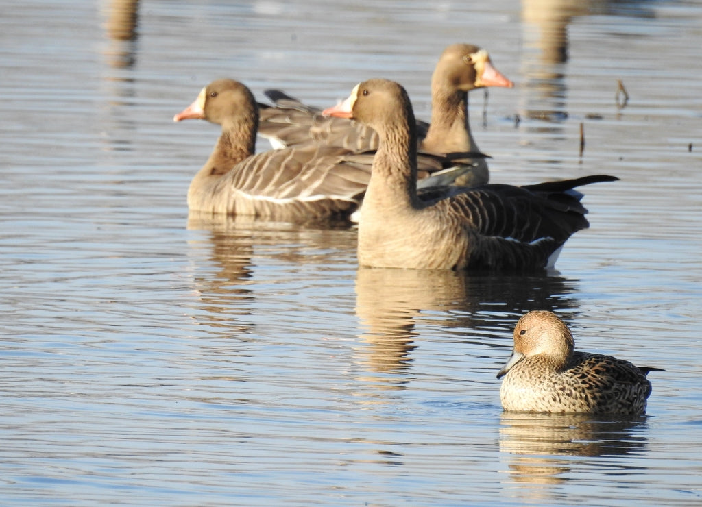 A female mallard duck in the foreground, with several greater white-fronted geese in the background, swimming in the waters of the Colusa National Wildlife Refuge, Sacramento Valley, California 1000pc Puzzle