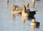 A female mallard duck in the foreground, with several greater white-fronted geese in the background, swimming in the waters of the Colusa National Wildlife Refuge, Sacramento Valley, California 1000pc Puzzle