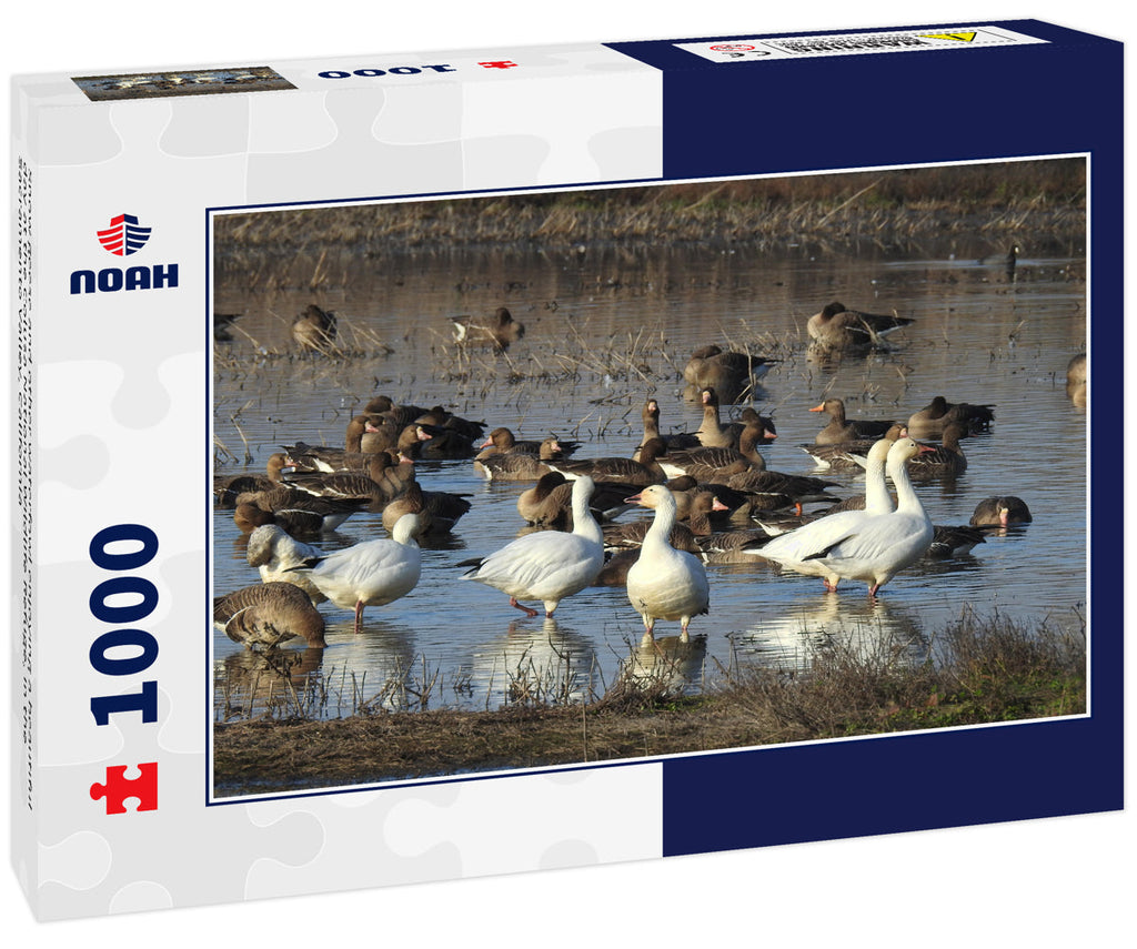 Snow Geese at Colusa Wildlife Refuge – 1000 Piece Wildlife Puzzle