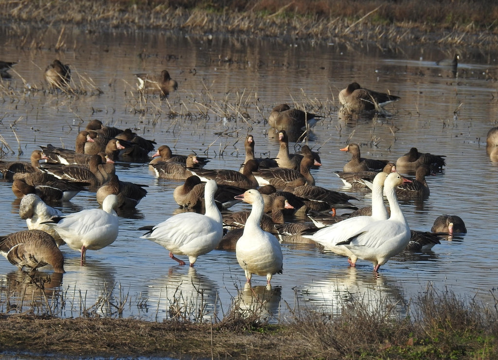 Snow Geese at Colusa Wildlife Refuge – 1000 Piece Wildlife Puzzle