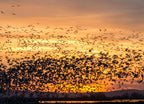 California. Geese and ducks lift off against the rising sun in Merced National Wildlife Refuge 1000pc Puzzle