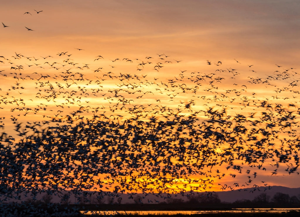California. Geese and ducks lift off against the rising sun in Merced National Wildlife Refuge 1000pc Puzzle