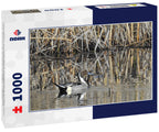 Northern pintail duck swimming in the San Luis National Wildlife Refuge, California 1000pc Puzzle
