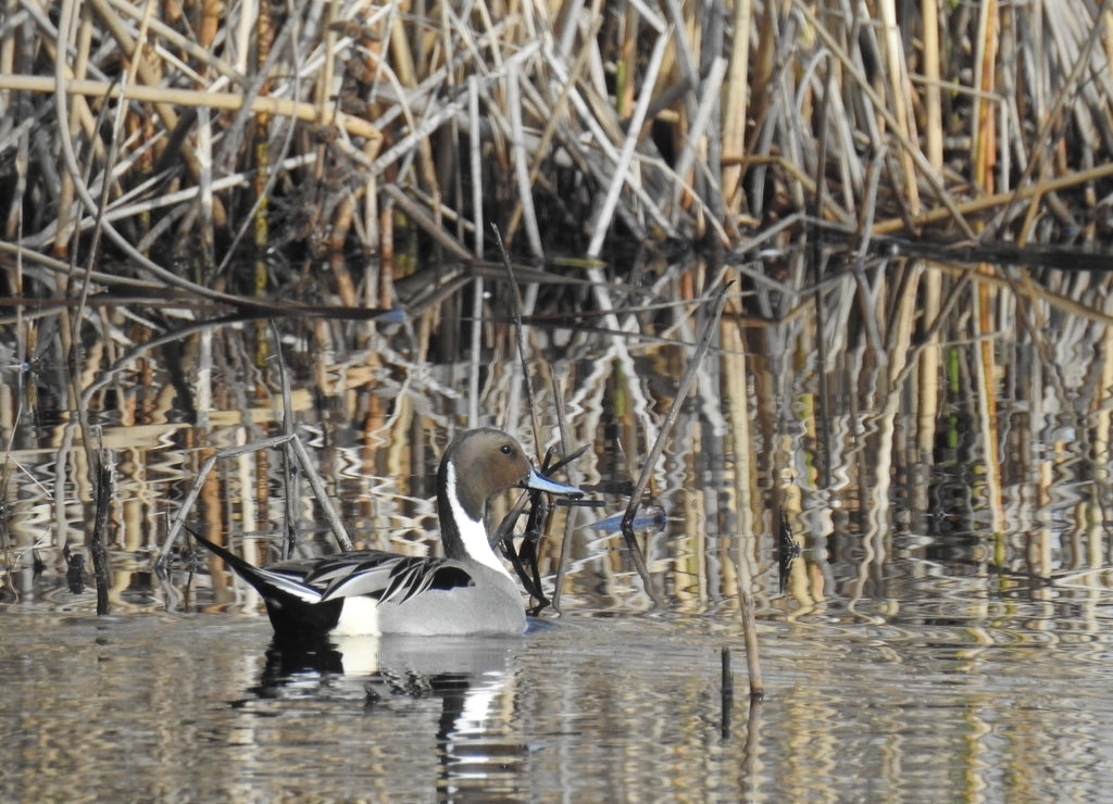 Northern pintail duck swimming in the San Luis National Wildlife Refuge, California 1000pc Puzzle