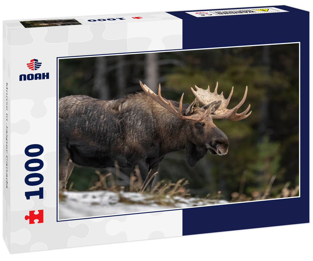 Moose in Jasper Canada 1000pc Puzzle