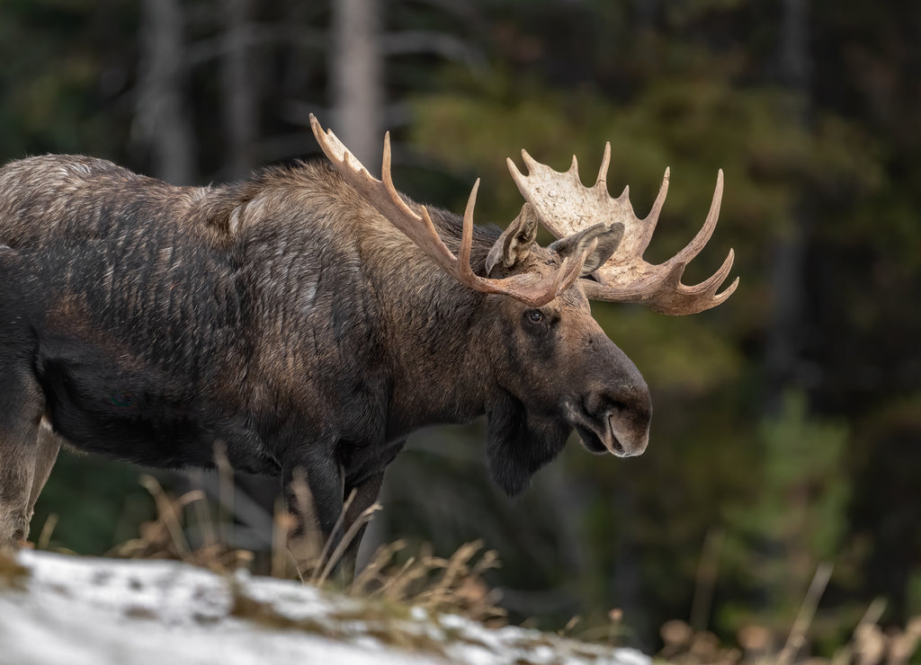 Moose in Jasper Canada 1000pc Puzzle