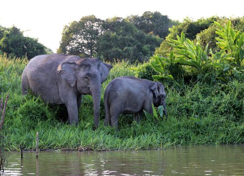 Borneo Pygmy Elephants – 1000 Piece Wildlife Puzzle