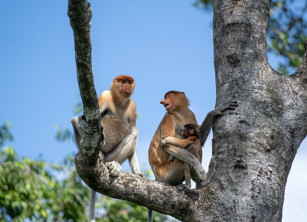 Wild Proboscis Monkey – 1000 Piece Wildlife Puzzle